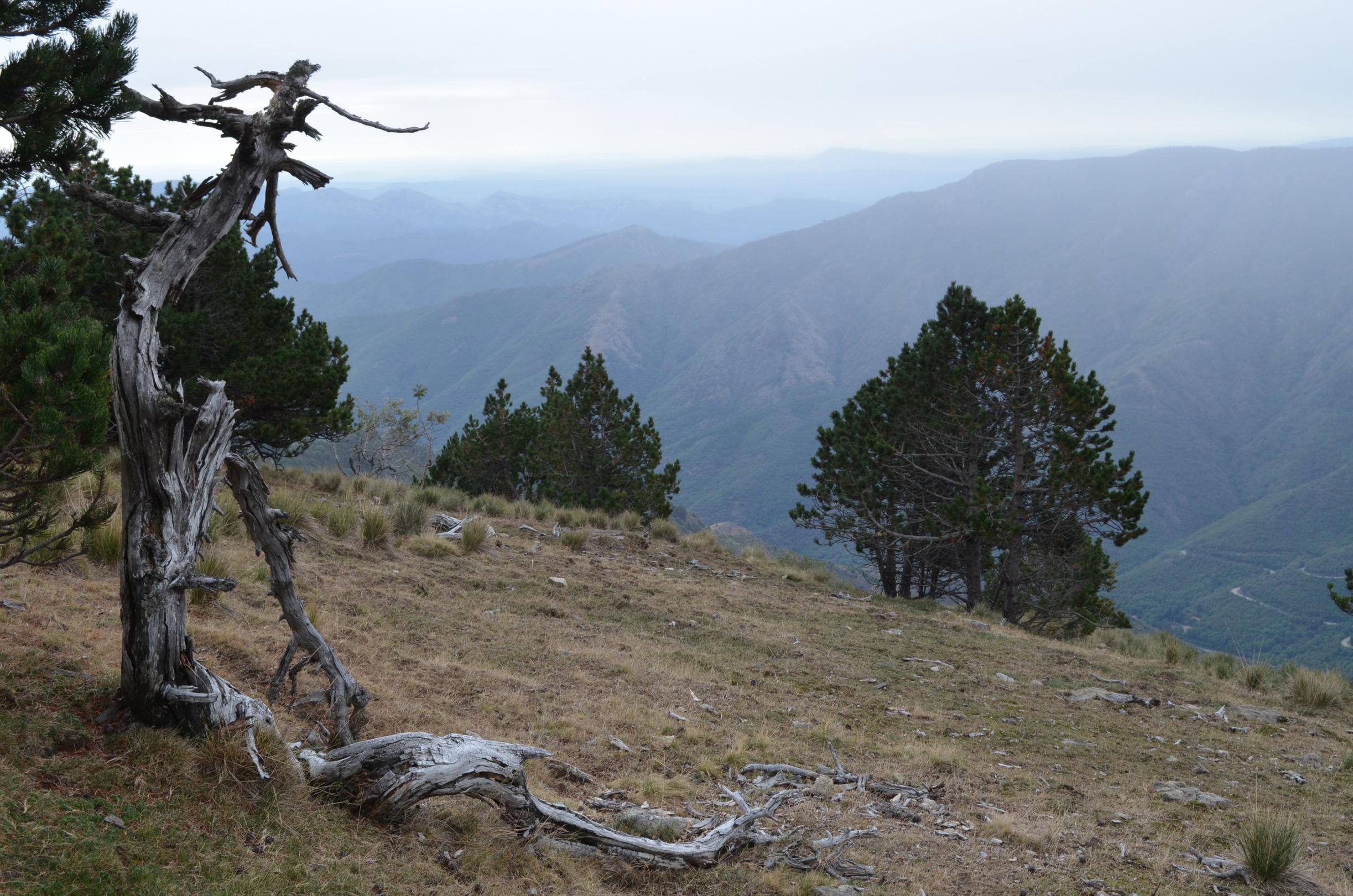 le mont Aigoual