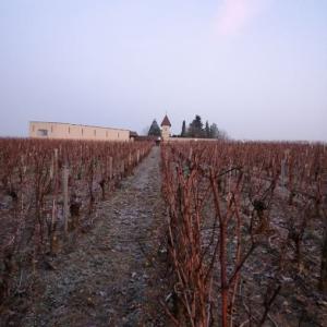 dans les vignes