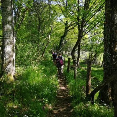 Foret des Bertranges